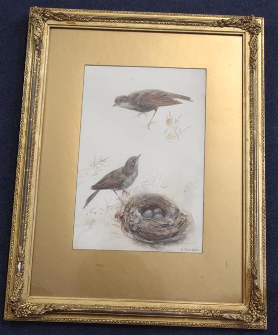 Archibald Thorburn (1860-1935) Songbirds beside a nest 12 x 8in.